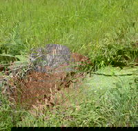 Brocks Creek Chinatown and Temple Site - Surfers Gold Coast