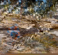 Cycle Mogo State Forest - Surfers Gold Coast