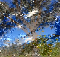 Euroa Arboretum - Surfers Gold Coast