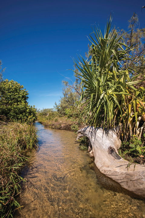 Freshwater Creek Track, Byfield National Park - Surfers Gold Coast 2
