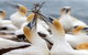 Gannets In Portland - thumb 0