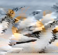 Gannets in Portland - Surfers Gold Coast