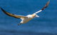 Gannets In Portland - thumb 1