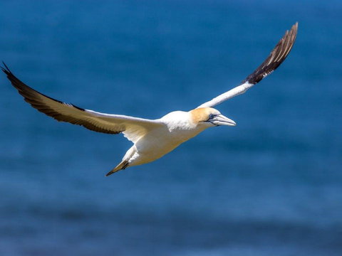 Gannets In Portland - Surfers Gold Coast 1