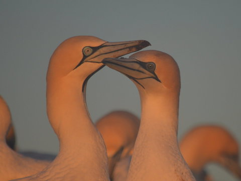 Gannets In Portland - Surfers Gold Coast 2