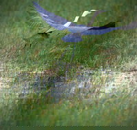 Germein Reserve - Surfers Gold Coast