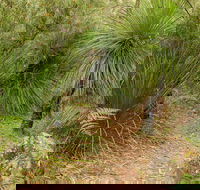 Grass Tree Circuit - Surfers Gold Coast