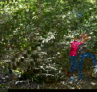 Iluka Rainforest Walking Track - Surfers Gold Coast