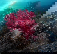 Luncheon Bay Dive Site - Surfers Gold Coast