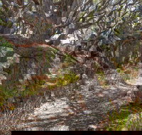 Middle Lagoon Walking Track - Surfers Gold Coast