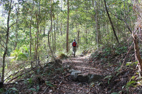 Morelia Walking Track, D'Aguilar National Park - Surfers Gold Coast 1