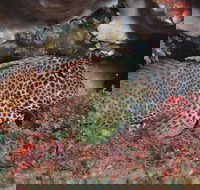 Nine Mile Reef Dive Site - Surfers Gold Coast