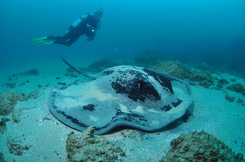 Nine Mile Reef Dive Site - Surfers Gold Coast 1