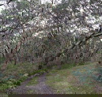 Pink Line and Loop Trail - Mountain Biking - Surfers Gold Coast