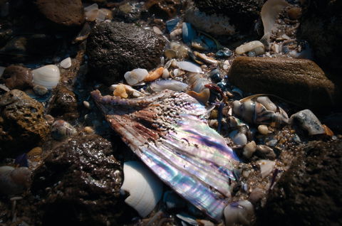 Point Cook Marine Sanctuary - Surfers Gold Coast 1