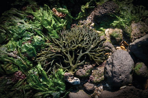 Point Cook Marine Sanctuary - Surfers Gold Coast 2