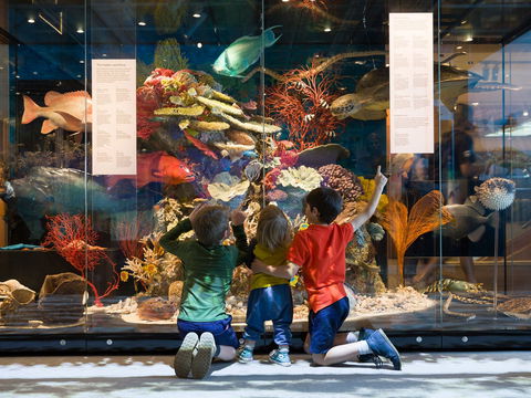 Queensland Museum - Surfers Gold Coast 1