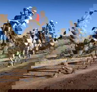 Quorn - Surfers Gold Coast