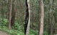 Springwood Conservation Park - thumb 1
