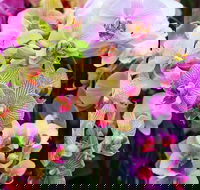 Tinonee Orchid Nursery - Surfers Gold Coast