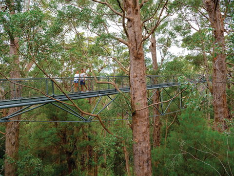 Valley Of The Giants Tree Top Walk - Surfers Gold Coast 1