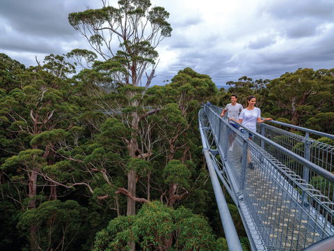 Valley Of The Giants Tree Top Walk - Surfers Gold Coast 2