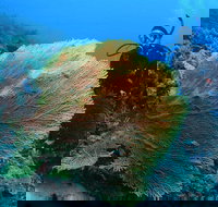 Wistari Wall - Surfers Gold Coast