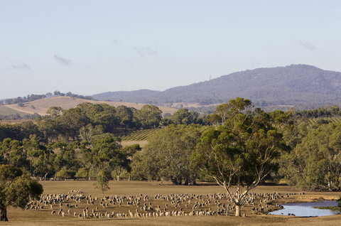 Ararat - Surfers Gold Coast 2