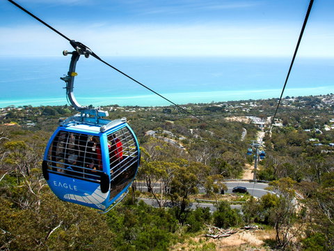 Arthurs Seat Eagle - Surfers Gold Coast 1
