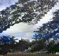 Bilston's Tree - Surfers Gold Coast