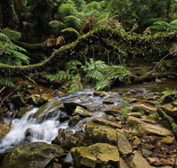 Budderoo National Park - Surfers Gold Coast
