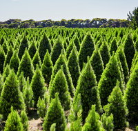 Christmas Tree Farm - Surfers Gold Coast