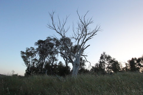 Cooleman Ridge - Surfers Gold Coast 1