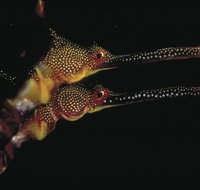 Eagle Rock Marine Sanctuary - Surfers Gold Coast