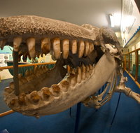 Eden Killer Whale Museum - Surfers Gold Coast