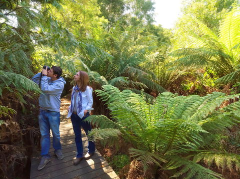 Endeavour Fern Gully Walks - Surfers Gold Coast 0