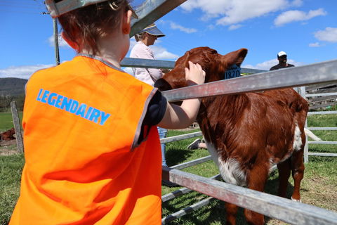 Farm Visit  Dungog - Surfers Gold Coast 0