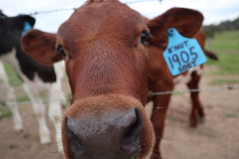 Farm Visit  Dungog - Surfers Gold Coast 2
