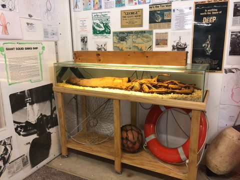 George The Giant Squid Display, Wallaroo - Surfers Gold Coast 0