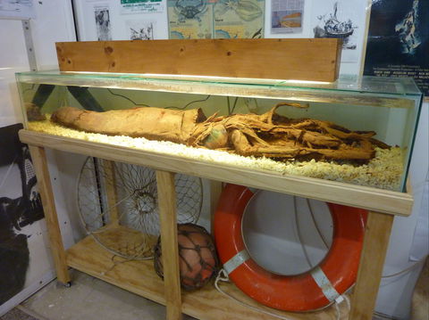 George The Giant Squid Display, Wallaroo - Surfers Gold Coast 1