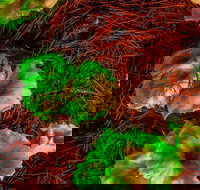 Ghost Mushroom Lane - Surfers Gold Coast