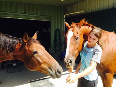Iris Lodge Alpacas - Surfers Gold Coast 0