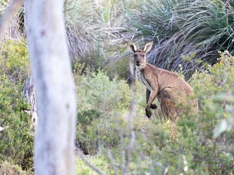 Kaiserstuhl Conservation Park - Surfers Gold Coast 0