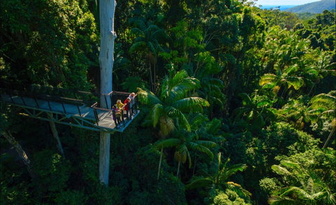 Tamborine Rainforest Skywalk - Surfers Gold Coast 0