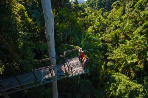 Tamborine Rainforest Skywalk - Surfers Gold Coast 1