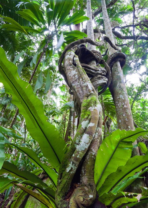 Tamborine Rainforest Skywalk - Surfers Gold Coast 2