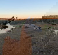 The Llama Farm - Surfers Gold Coast