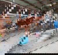 The Equine Club - Surfers Gold Coast