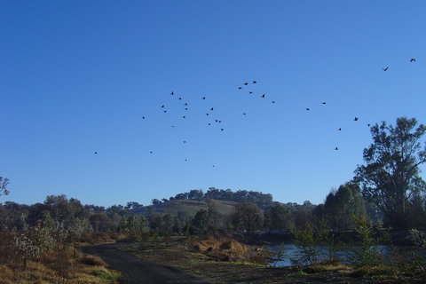Tumut Wetlands - Surfers Gold Coast 1