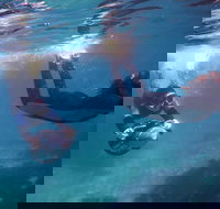 Small-Group Underwater Scooter Experience in Clovelly - Surfers Gold Coast